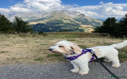 Australian Labradoodle dogs for stud: Proven extensively health tested gorgeous stud - Image 11