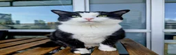 Mixed Breed cats for sale: Fully trained female cat - Advert 1