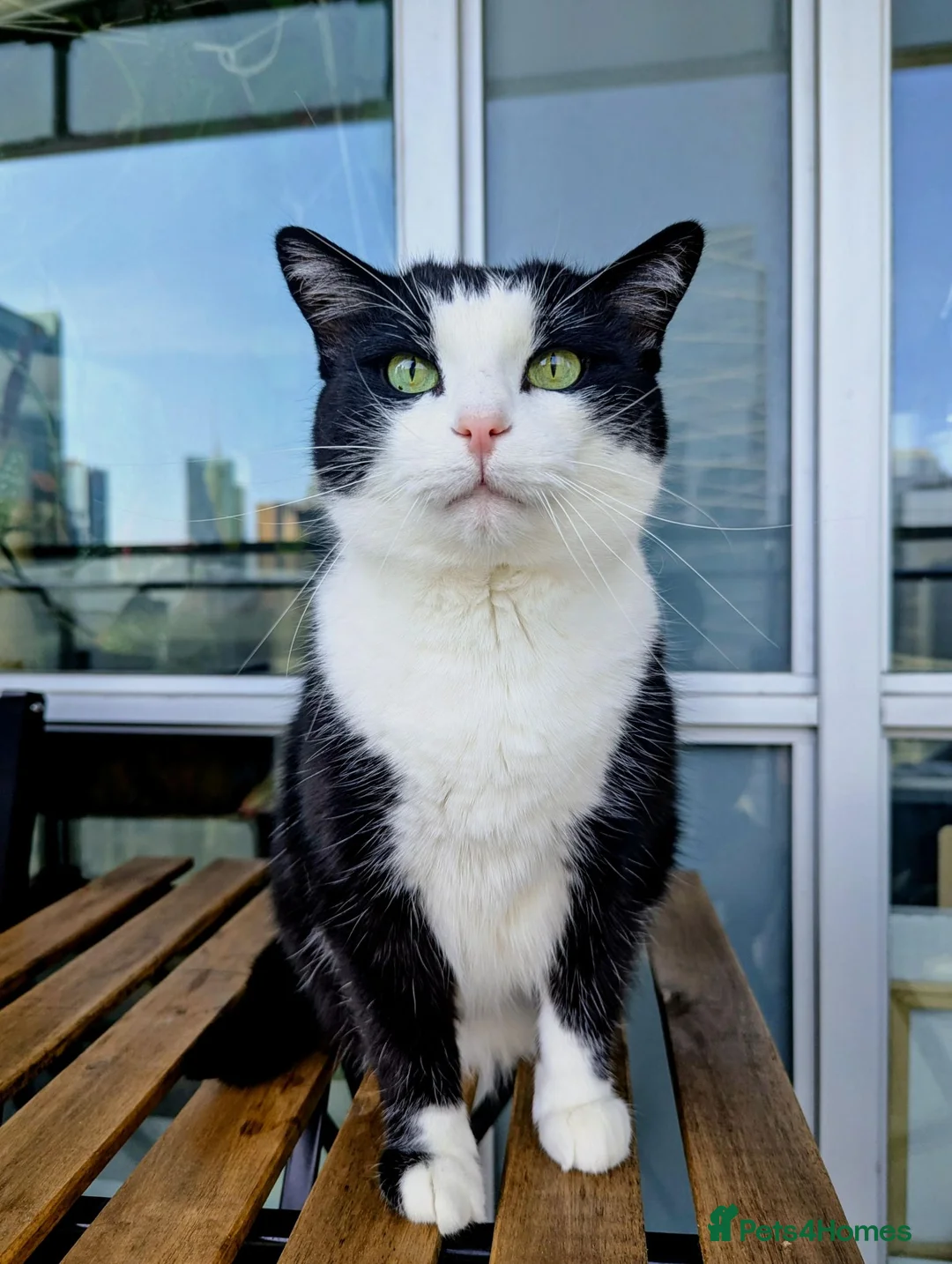 Mixed Breed cats for sale: Fully trained female cat - Advert 1