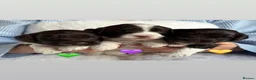 Australian Labradoodle dogs for sale: Miniature Australian Labradoodle Puppies - Advert 5