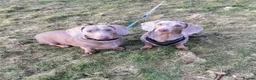 Miniature Dachshund dogs for sale: Miniature dachshunds kc registered  - Advert 2