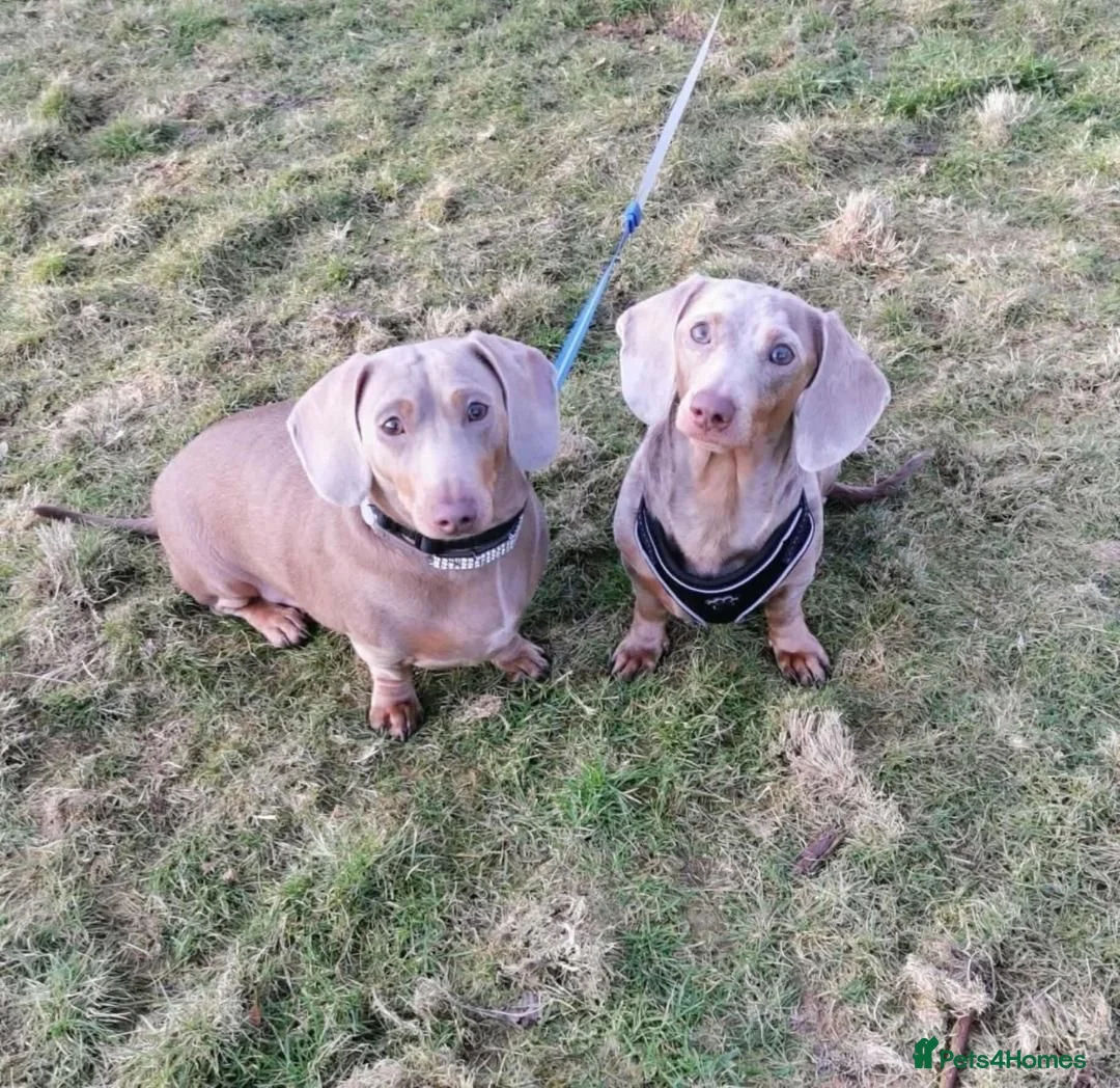 Miniature Dachshund dogs for sale: Miniature dachshunds kc registered  - Advert 2