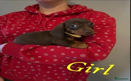 Miniature Dachshund dogs for sale: Miniature dutchound puppies  - Image 8
