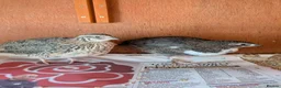 Quail poultry for sale: 6 Quail to go together please - Advert 1