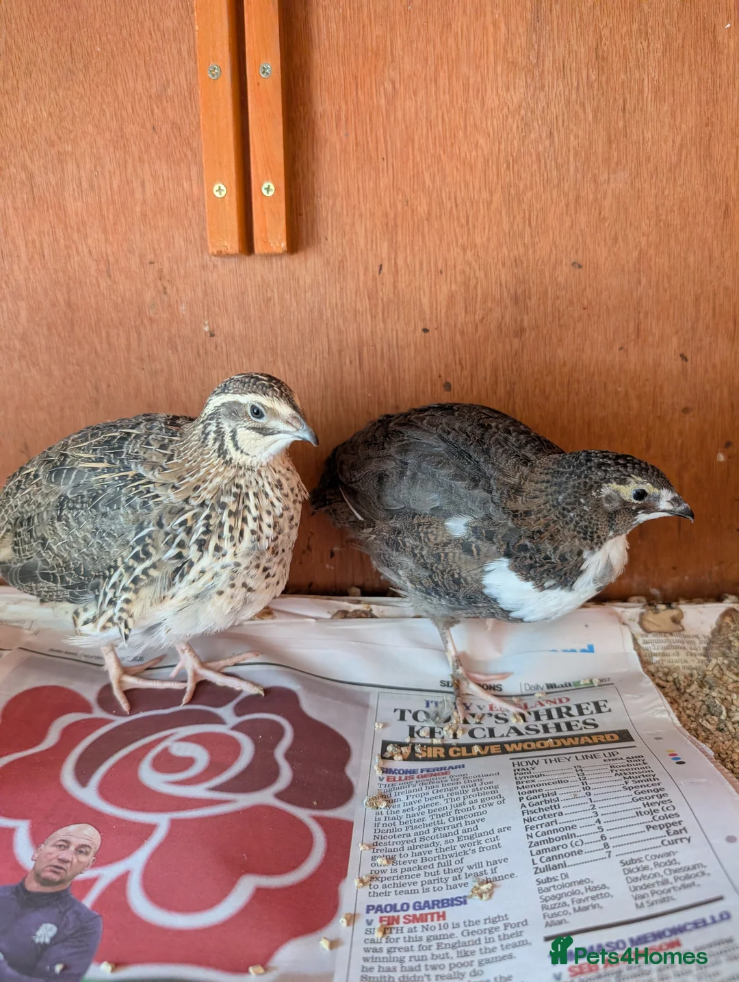 Quail poultry for sale: 6 Quail to go together please - Advert 1