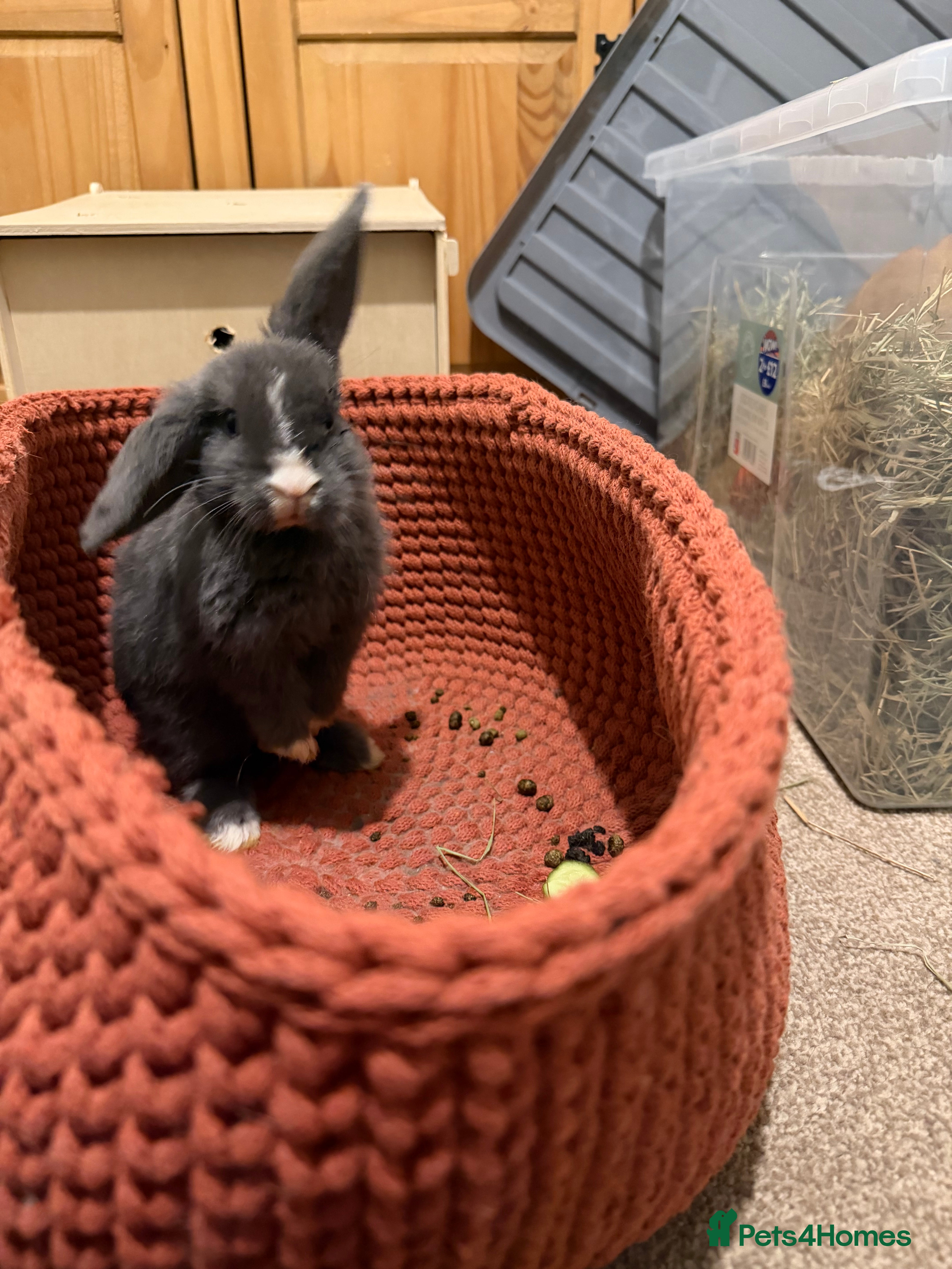 Mini Lop rabbits Male and female bonded rabbits  - Advert 3