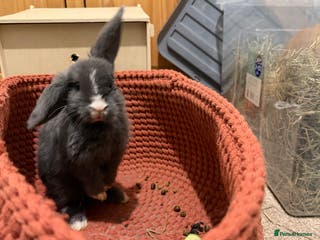 Mini Lop rabbits Male and female bonded rabbits - Advert 5