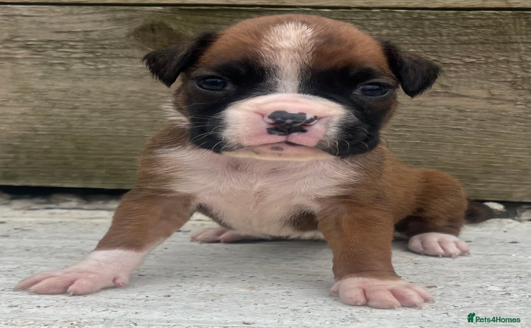 Boxer dogs - Advert 3