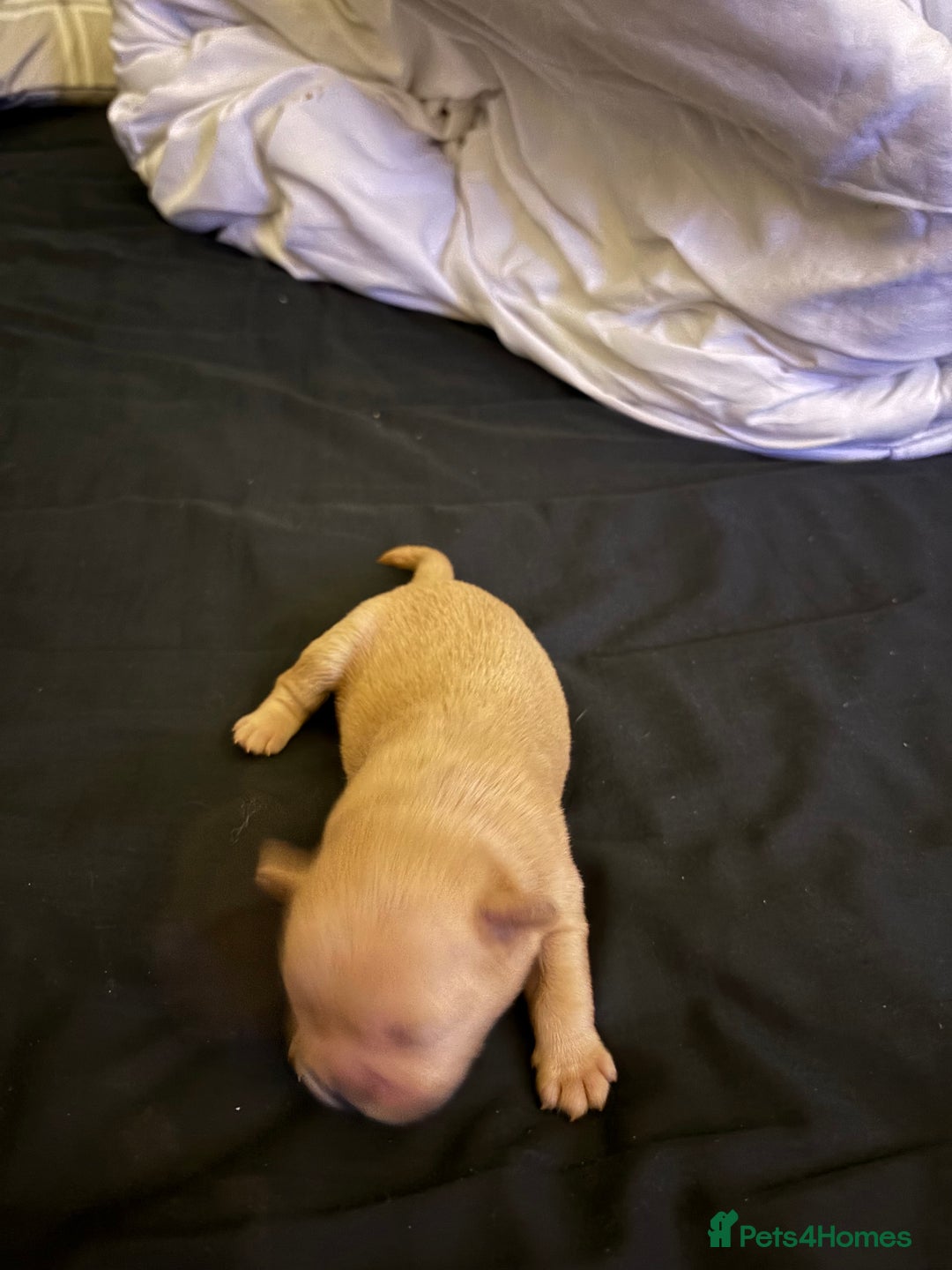 Mixed Breed dogs for sale: Floodles - Advert 13