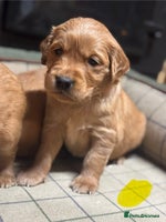 Golden Retriever dogs Gorgeous KC Golden Retriever Puppies - Advert 1