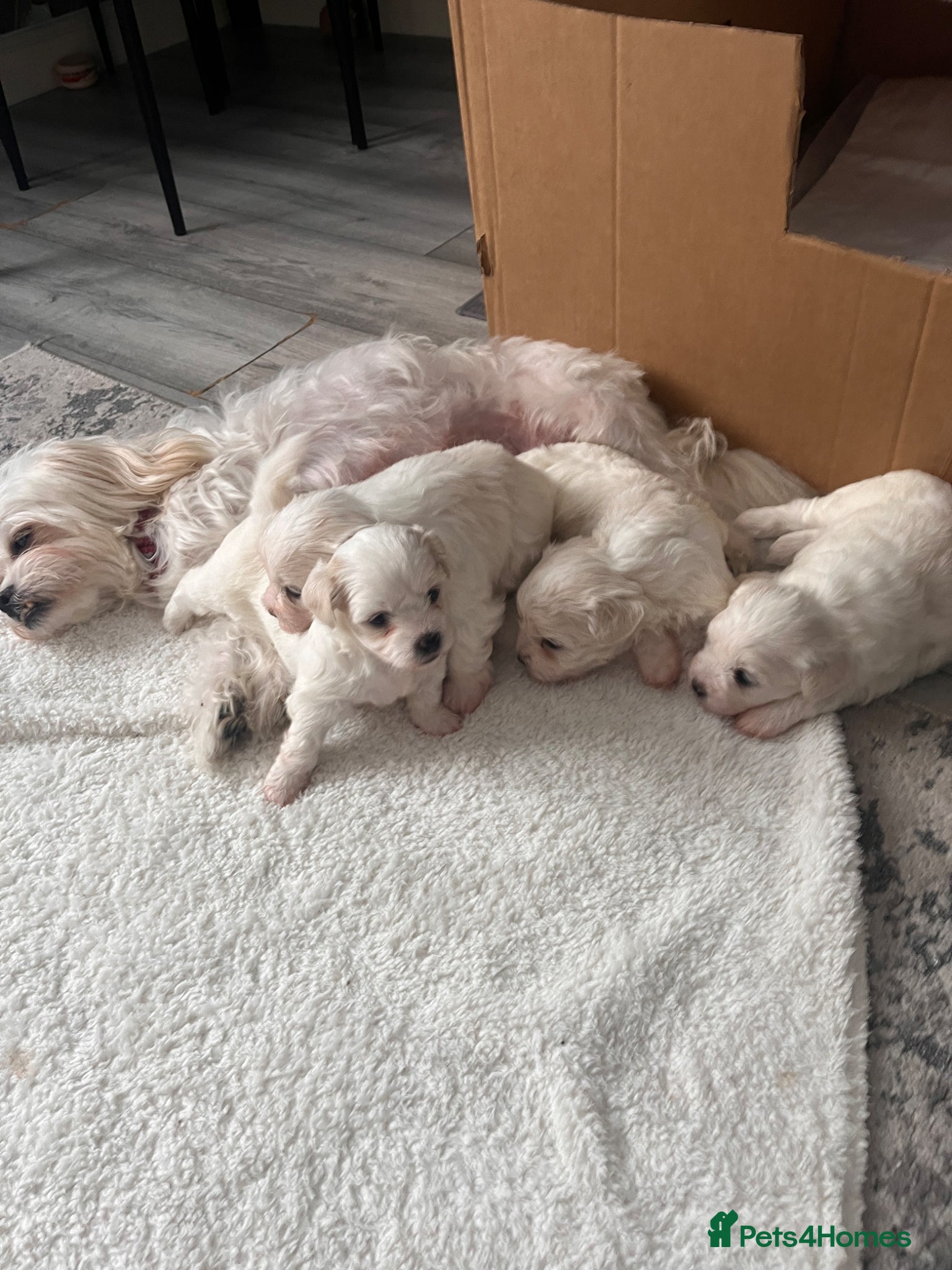 Maltese dogs New Home - Advert 2