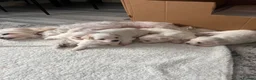 Maltese dogs for sale: New Home - Advert 1
