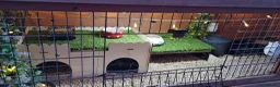 Quail poultry for sale: Coturnix quail chics - Advert 21