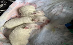 Maltese dogs for sale: 🐶 Adorable Male Maltese Puppies for Sale 🐾 - Image 15