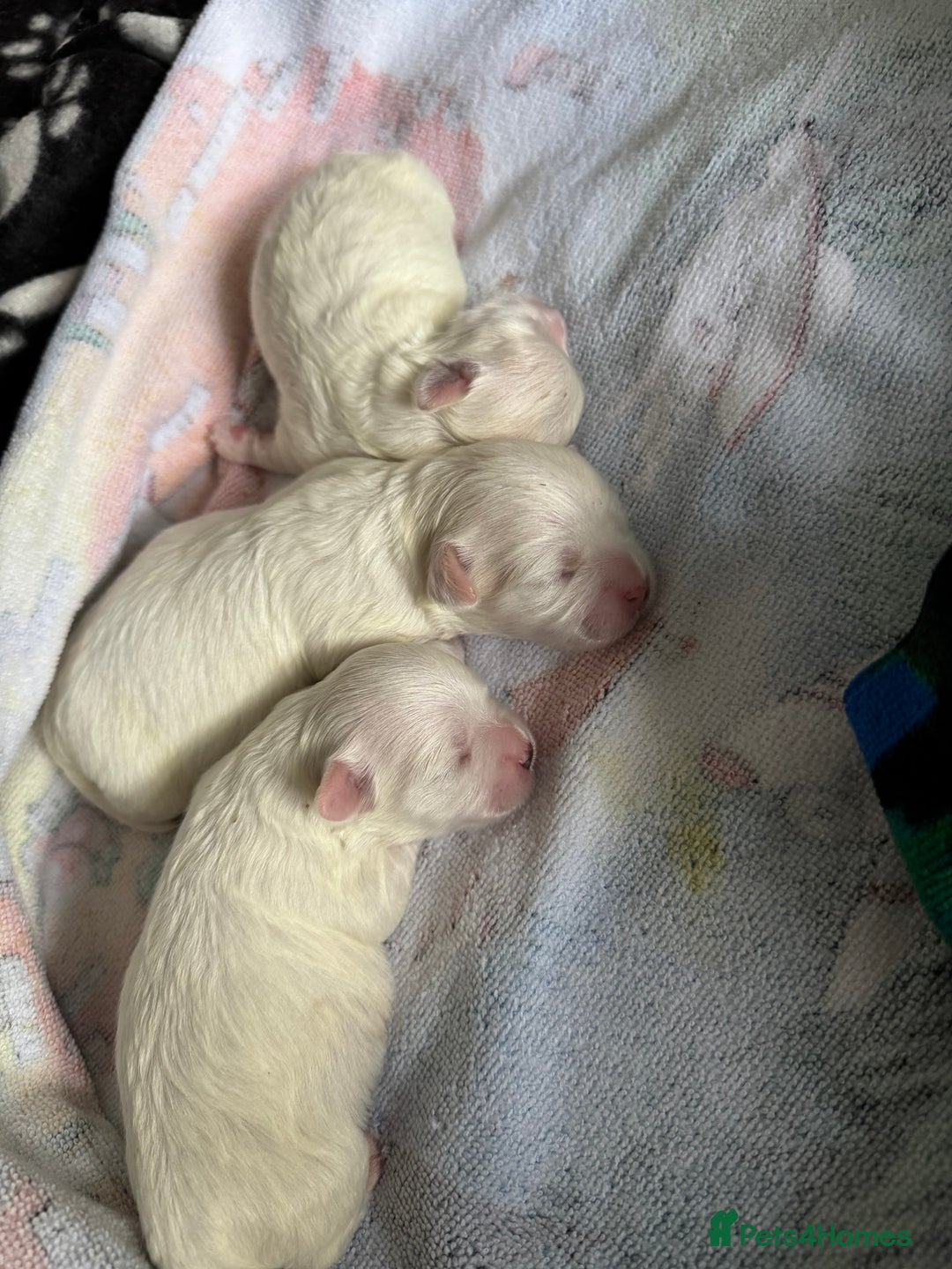 Maltese dogs for sale: 🐶 Adorable Male Maltese Puppies for Sale 🐾 - Image 15