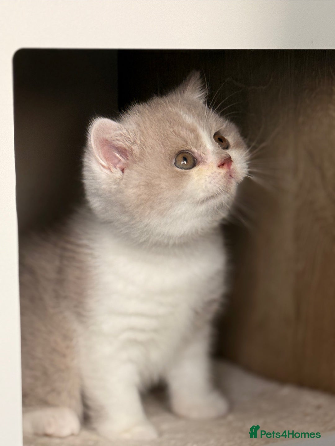 British Shorthair cats for sale: Blue/cream biocolour British short hair kitten - Image 29