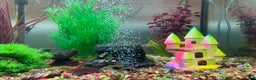 Mollies fish for sale: Tropical Fish Tank 160 litters - Advert 11