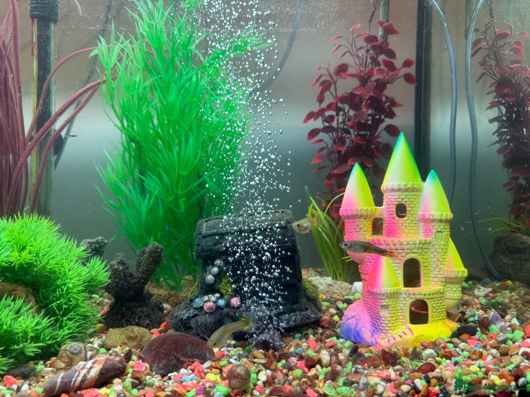 Mollies fish for sale: Tropical Fish Tank 160 litters - Advert 11