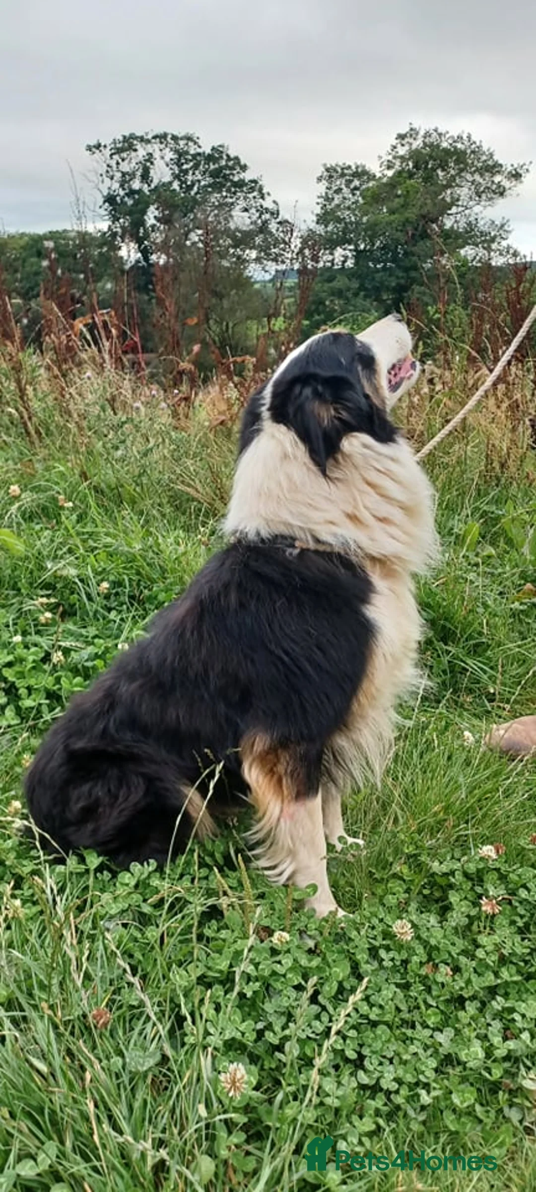 Border Collie dogs for sale: Collie puppies for sale ONLY BOYS AVAILABLE - Advert 9