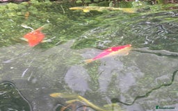Koi Carp fish for sale: Various large carp available - Pond Closure  - Image 8