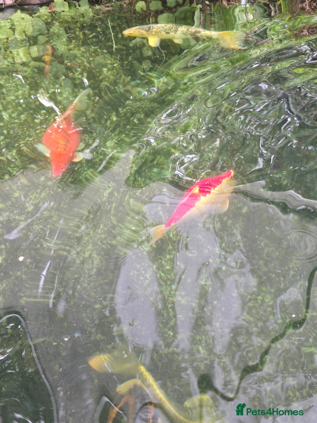 Koi Carp fish for sale: Various large carp available - Pond Closure  - Image 8