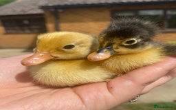 Ducks poultry for sale: Indian Runner Duck Ducklings + Fertile Eggs - Image 1