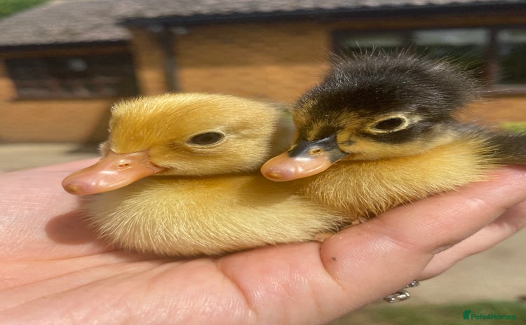 Ducks poultry - Advert 1