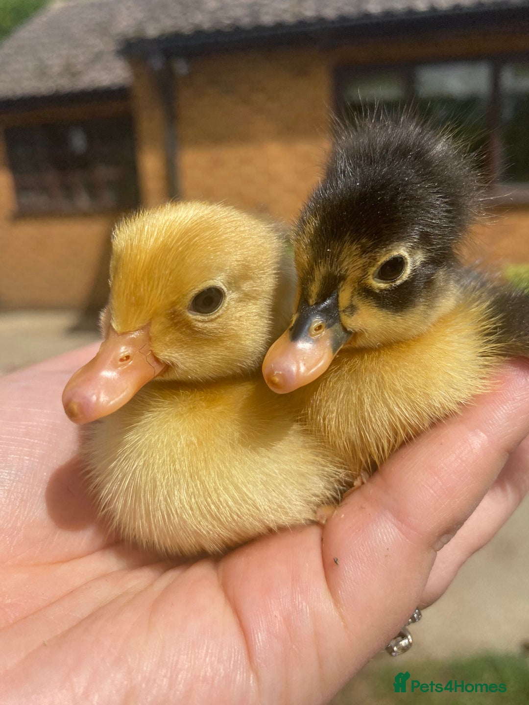 Ducks poultry for sale: Indian Runner Duck Ducklings + Fertile Eggs - Image 1