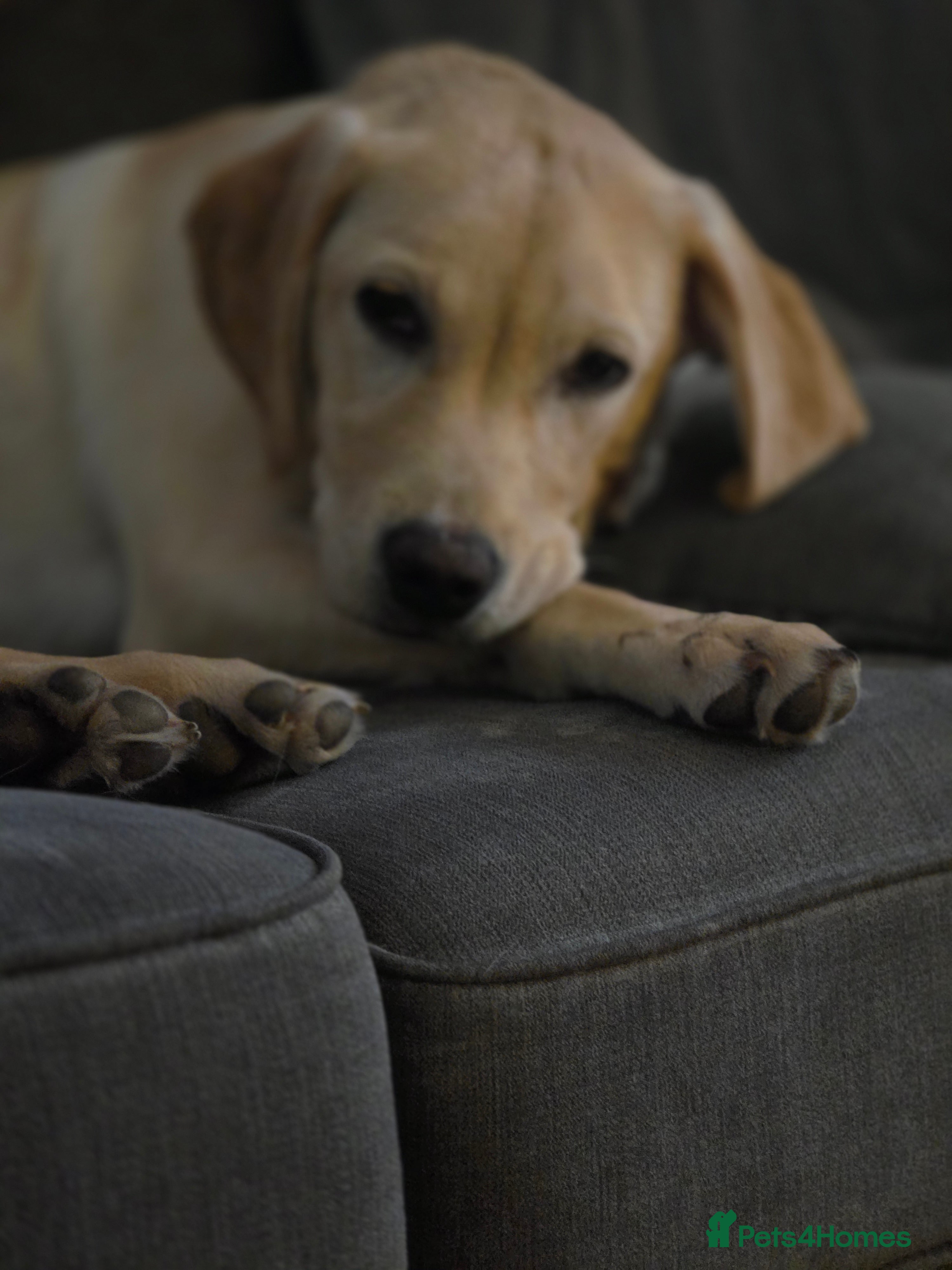 Labrador Retriever dogs Beautiful labrador  - Advert 1