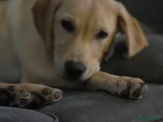 Labrador Retriever dogs Beautiful labrador - Advert 1