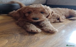 Labradoodle dogs for sale: F3b Miniature labradoodle 1 boy remaining 💚 - Image 2