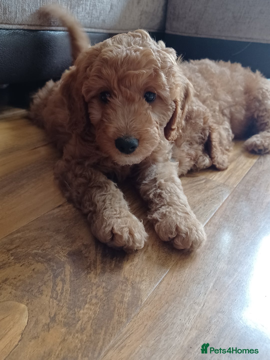 Labradoodle dogs for sale: F3b Miniature labradoodle 1 boy remaining 💚 - Image 2