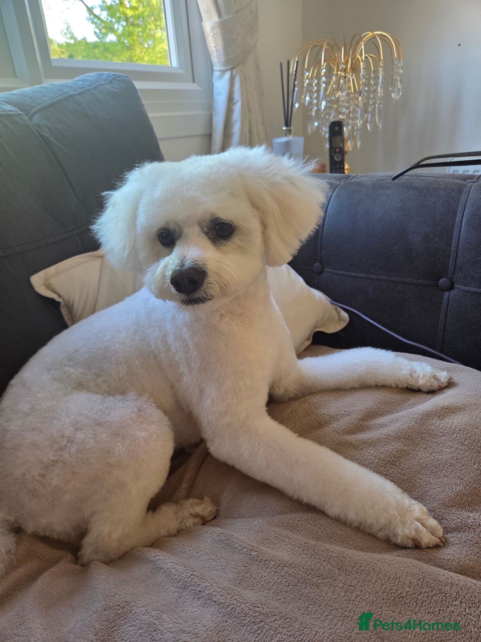 Poochon dogs Beautiful Poochon pups - Advert 1