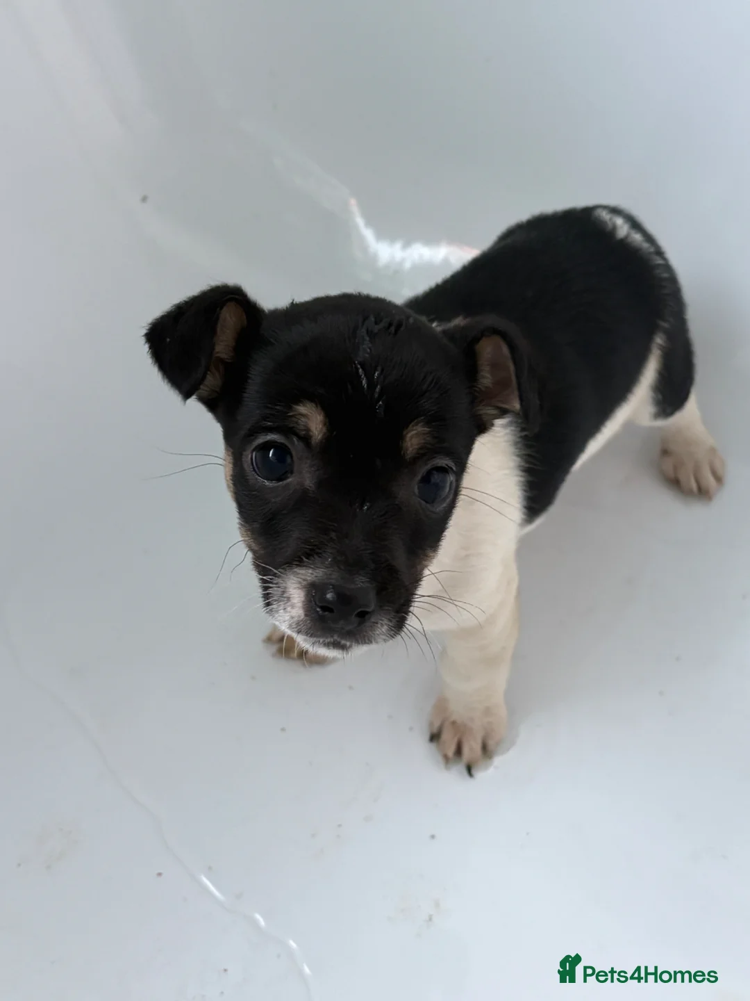Jack Russell dogs for sale: Miniature Jack Russell Puppy  - Advert 1