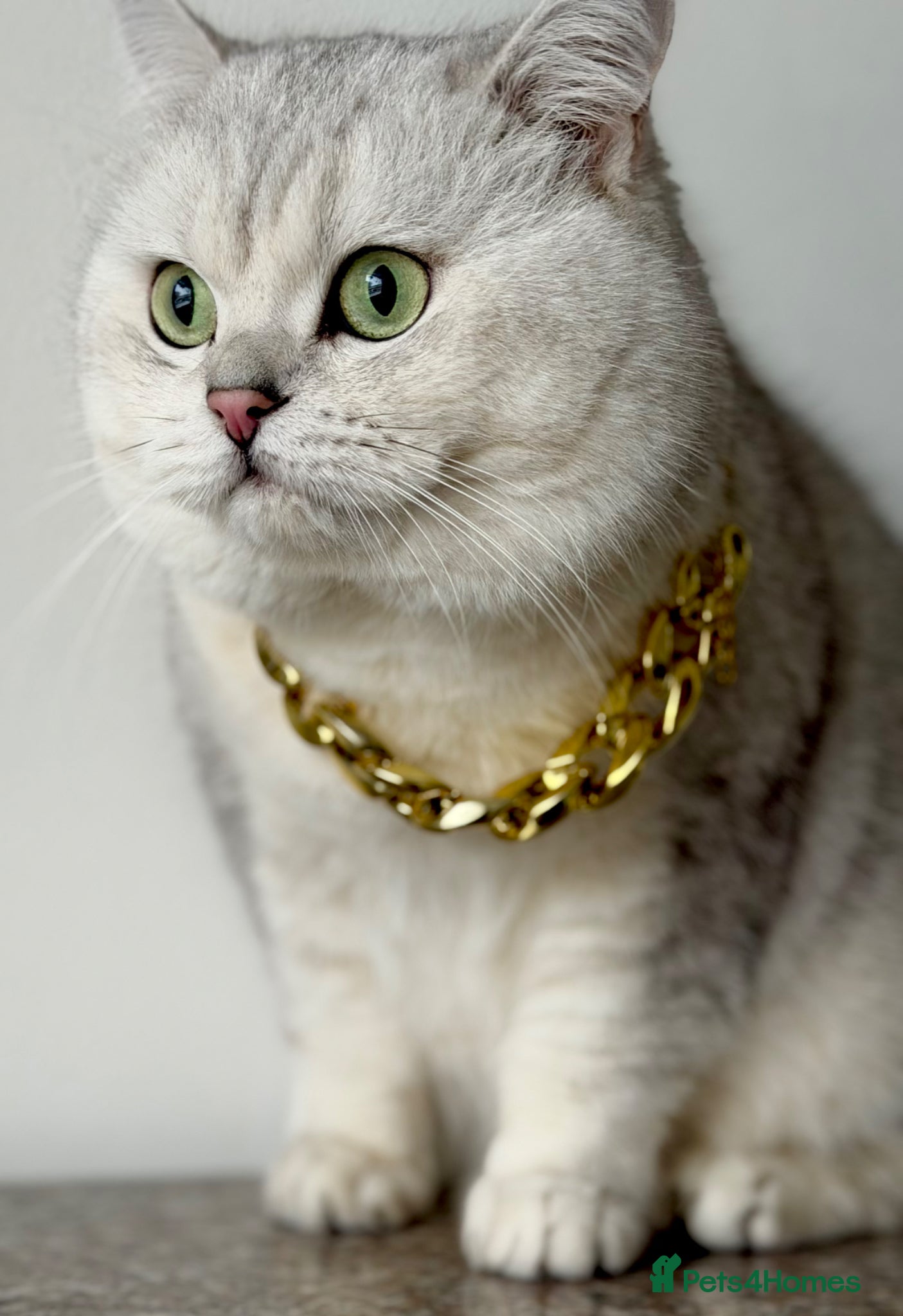 British Shorthair cats ACTIVE reg 𝑮𝑪𝑪𝑭/TICA BSH CHINCHILLA 🏆 - Advert 14