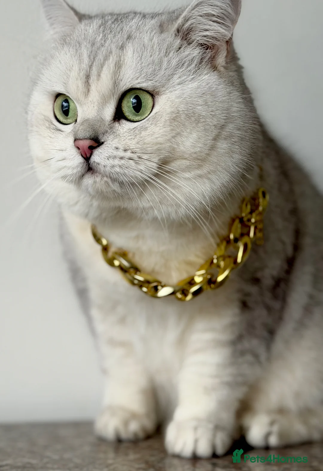 British Shorthair cats for stud: ACTIVE reg 𝑮𝑪𝑪𝑭/TICA BSH CHINCHILLA 🏆 - Advert 1