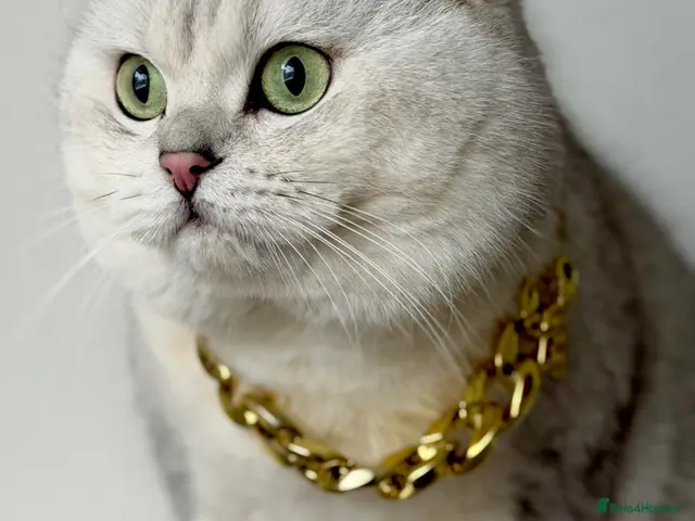 British Shorthair cats for stud: ACTIVE reg 𝑮𝑪𝑪𝑭/TICA BSH CHINCHILLA 🏆 - Advert 5