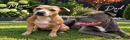 Staffordshire Bull Terrier dogs for sale: Staffordshire bull terrier - Advert 10