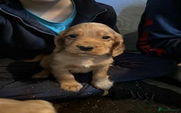 Cocker Spaniel dogs for sale: Beautiful Working Cocker Spaniel Puppies  - Image 3