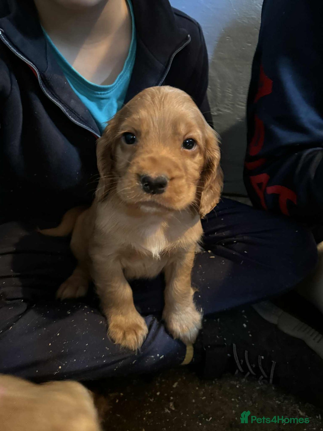 Cocker Spaniel dogs for sale: Beautiful Working Cocker Spaniel Puppies  - Image 3