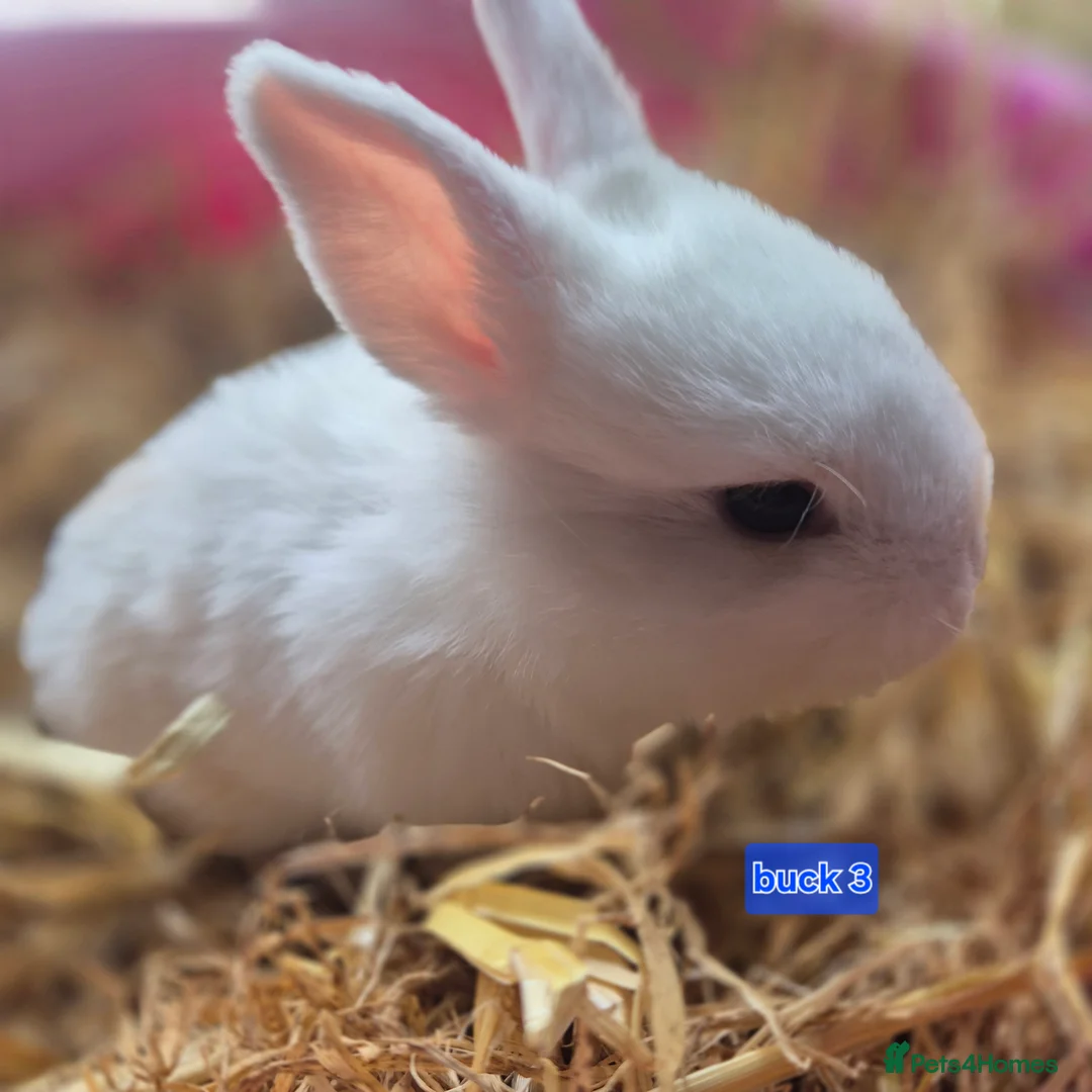 Mini Lop rabbits for sale: Beautiful mini lop x Rhinelander kits ready April - Advert 11