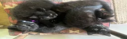 Mixed Breed cats for sale: Beautiful male kitten available  - Advert 3