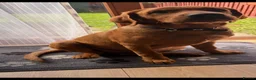Labrador Retriever dogs for sale: Looking to rehome are 5 month old Labrador  in Carmarthen - Advert 3