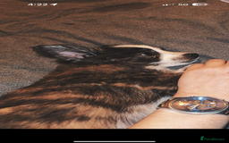 Mixed Breed dogs for sale: Chihuahua cross breed pups for sale price £550 - Image 2