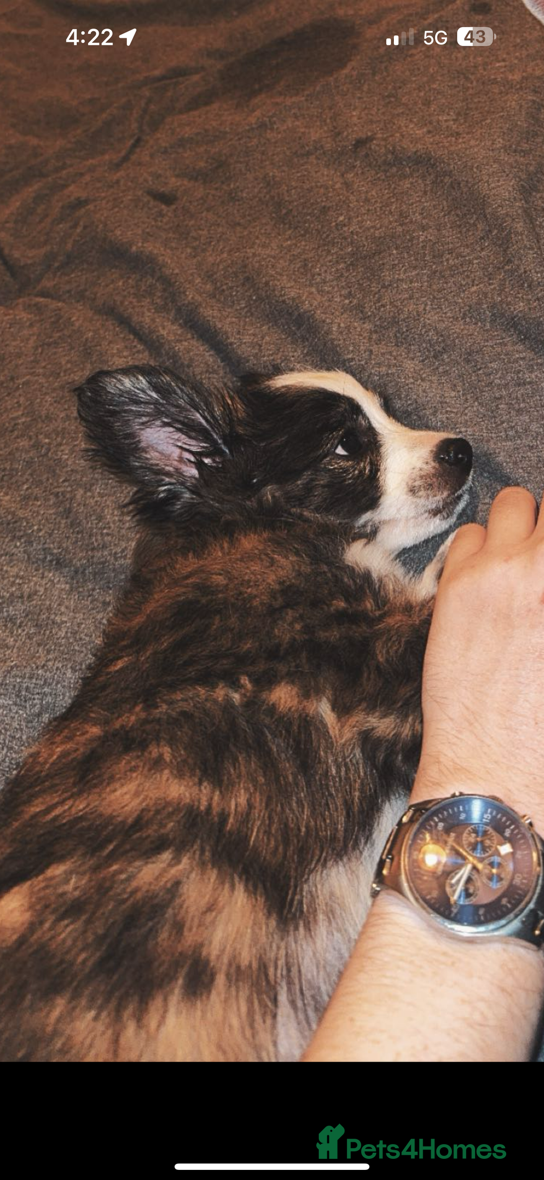 Mixed Breed dogs for sale: Chihuahua cross breed pups for sale price £550 - Image 2