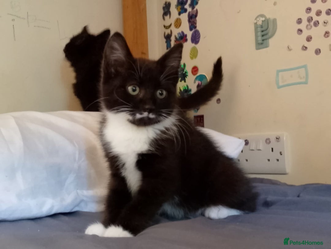 Mixed Breed cats for sale: Female kittens for sale  - Image 3