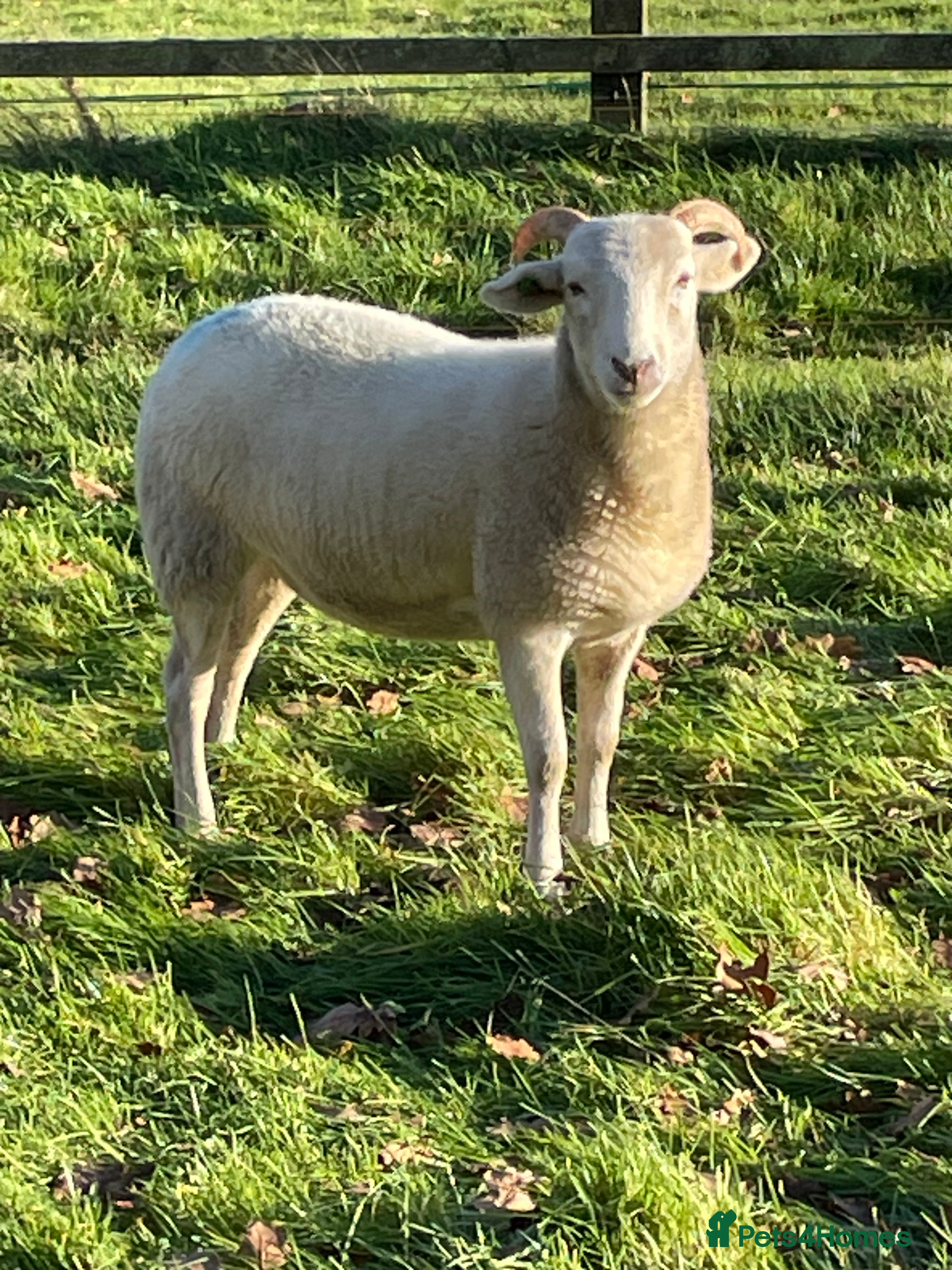 Sheep livestock Wiltshire Horn Ewe Lambs - Advert 2