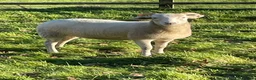 Sheep livestock for sale: Wiltshire Horn Ewe Lambs - Advert 1