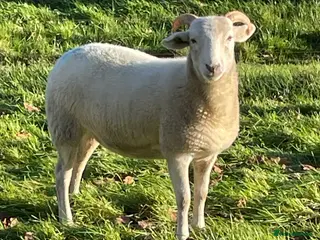 Sheep livestock Wiltshire Horn Ewe Lambs - Advert 7