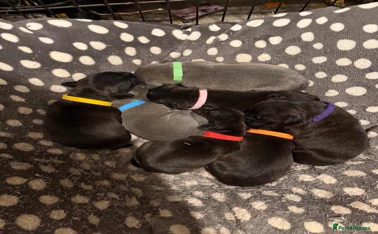 Staffordshire Bull Terrier dogs Staffordshire Bull Terrier Puppies for Sale - Advert 5
